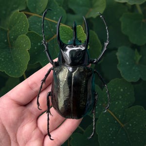 Rhinoceros Beetle Real Insect Preserved Giant Atlas Beetle for Collection or Display Specimen Collection Art Decor