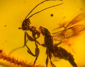 May include: A preserved insect, likely an ant, encased in amber. The insect is a dark brown color with visible wings and antennae. The amber has a translucent, golden-yellow hue, with a few small inclusions.