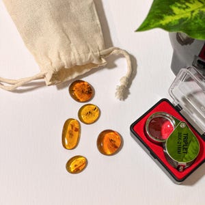 Beginner Amber Collection / 5 Pieces + Magnifier / Burmese amber fossil / 100% genuine amber Gift for him or her