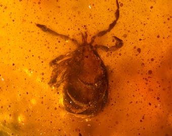 TICK in Burmese / Burmite amber fossil / 100% genuine amber / Spectacular Rare Inclusion