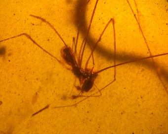 ASSASSIN SPIDER in Burmese / Burmite amber fossil / 100% genuine amber / Spectacular Rare Inclusion
