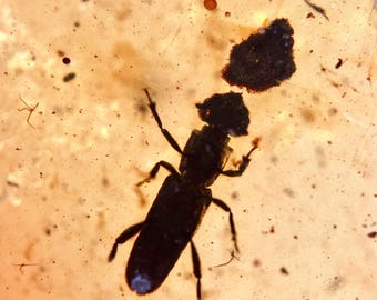Monotomidae lenacini Beetle in Burmese / Burmite amber fossil / 100% genuine amber / Spectacular Rare Inclusion