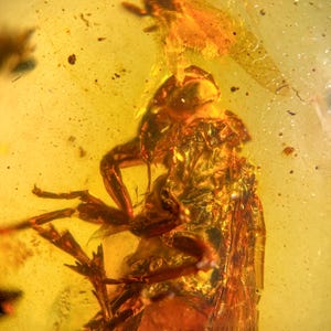Op de afbeelding: Close-up van een stuk barnsteen met een bewaard gebleven insect. Het barnsteen heeft een doorschijnende goudgele kleur en het insect is donkerbruin met zichtbare poten en lichaamssegmenten. Het insect is ingekapseld in het barnsteen.