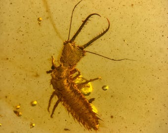 LARVAE in Burmese / Burmite amber fossil / 100% genuine amber / Spectacular Rare Inclusion