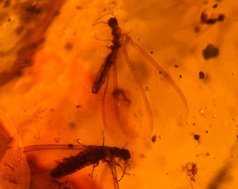 Termite in Burmese / Burmite amber fossil / 100% genuine amber / Spectacular Rare Inclusion