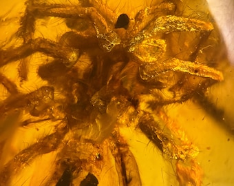 BIG SPIDER in Burmese / Burmite amber fossil / 100% genuine amber / Spectacular Rare Inclusion