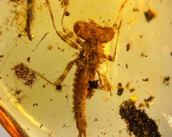 DARGONFLY NYMPH LARVAE in Burmese / Burmite amber fossil / 100% genuine amber / Spectacular Rare Inclusion