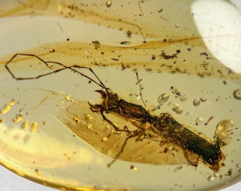 Unusual Beetle in Burmese / Burmite amber fossil / 100% genuine amber / Spectacular Rare Inclusion
