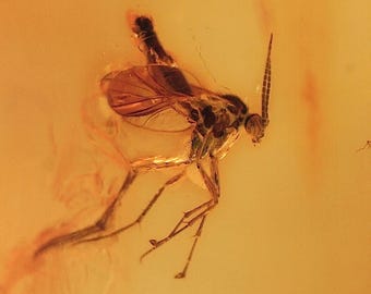 May include: A fossilized insect preserved in amber. The insect has a long, thin body with six legs and a pair of wings. The amber is a clear, golden color.