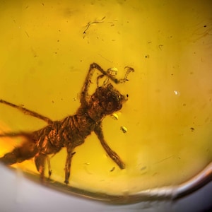 Op de afbeelding: Een close-up van een insect bewaard in barnsteen. Het insect is bruin en gedetailleerd, met zichtbare poten en lichaamssegmenten. De barnsteen heeft een doorschijnende, goudgele kleur, met kleine belletjes en deeltjes.