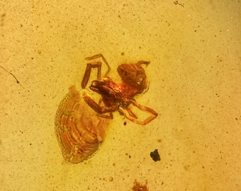 CAMEL SPIDER Solifugae in Burmese / Burmite amber fossil / 100% genuine amber / Spectacular Rare Inclusion