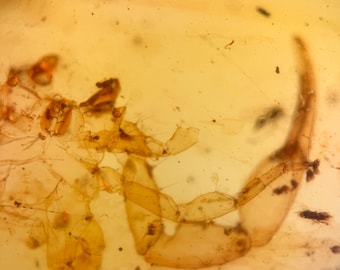 SCORPION in Burmese / Burmite amber fossil / 100% genuine amber / Spectacular Rare Inclusion