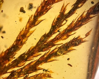 May include: Close-up of a piece of amber with a preserved plant specimen. The plant has a brown, spiky appearance, with multiple branches visible. The amber has a translucent, golden-yellow color, with small particles suspended within.