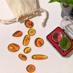 Beginner Amber Collection / 10 Pieces + Magnifier / Burmese amber fossil / 100% genuine amber Gift for him or her