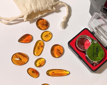 Burmese Amber Collection: 10 Fossil Specimens with Insect Inclusions