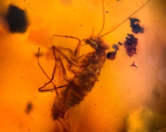 MANTIS & PSEUDOSCORPION with stand in Burmese / Burmite amber fossil / 100% genuine