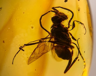 WASP in Burmese / Burmite amber fossil / 100% genuine amber / Spectacular Rare Inclusion Cabochon