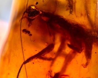 May include: A close-up of amber with several insects trapped inside. The amber is a deep orange color and the insects are visible through the translucent material. The insects appear to be small flies and a few ants.