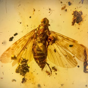 Op de afbeelding: Een bewaard gebleven insect in barnsteen. Het insect, met zichtbare vleugels en lichaamssegmenten, is goudbruin van kleur. Het barnsteen heeft een doorschijnende, gelige tint, met kleine deeltjes en andere insecten erin.