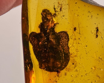 Ommatidae Beetle in Burmese / Burmite amber fossil / 100% genuine amber / Spectacular Rare Inclusion