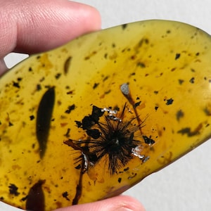 三葉虫 ファコピナ 化石 赤 標本 特徴的な3本の棘で知られるモロッコ産