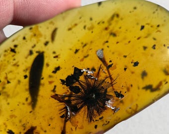 May include: A piece of amber with a yellow-orange hue, containing a dark, spiky inclusion. The amber also features small, dark specks and a few lighter, elongated inclusions. The surface is smooth and polished.
