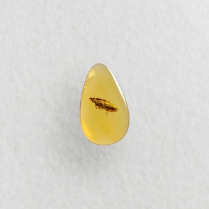 Bladhoppare i burmesisk / Burmitbärnstensfossil / 100 % äkta bärnsten / Spektakulär sällsynt inkludering