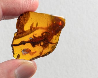 HUGE SCORPION / Burmite amber fossil / 100% genuine