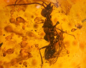May include: Close-up of a piece of amber with a preserved insect. The amber is a translucent, golden-yellow color, and the insect is a dark brown, detailed specimen. The amber contains bubbles and other inclusions.