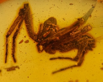 BIG SPIDER in Burmese / Burmite amber fossil / 100% genuine amber / Spectacular Rare Inclusion