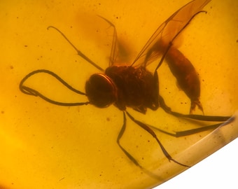 WASP in Burmese / Burmite amber fossil / 100% genuine amber / Spectacular Rare Inclusion Cabochon
