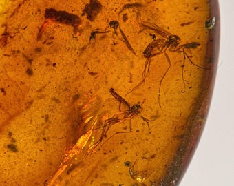 GNAT MIDGE in Burmese / Burmite amber fossil / 100% genuine amber / Spectacular Rare Inclusion