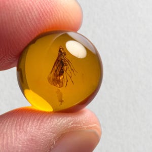 Op de afbeelding: Een heldere, ronde barnsteen met een bewaard gebleven insect erin. De barnsteen heeft een warme, goudgele kleur en het insect is donkerbruin. Het insect is goed bewaard gebleven, met zichtbare vleugels en lichaamsdetails.