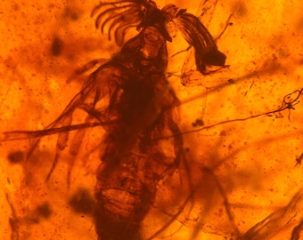 Burmese Amber Fossil: Ripiphoridae Beetle with Rare Antenna Inclusion