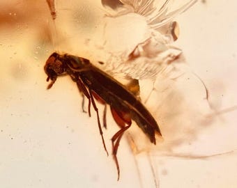 Unusual Fly in Burmese / Burmite amber fossil / 100% genuine amber / Spectacular Rare Inclusion