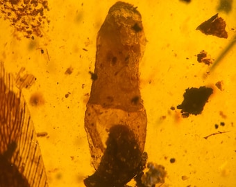 UNKNOWN PUPAE pupa in Burmese / Burmite amber fossil / 100% genuine amber / Spectacular Rare Inclusion