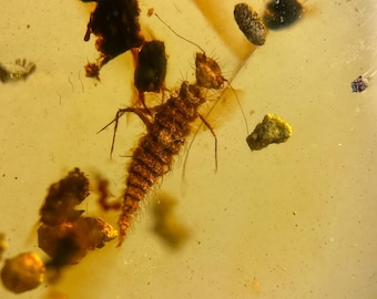 LARVAE in Burmese / Burmite amber fossil / 100% genuine amber / Spectacular Rare Inclusion
