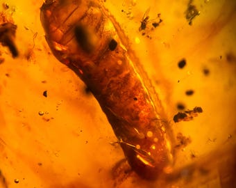 希少な絶滅したバッタ科（エルカニダエ科）、ビルマ産琥珀に含まれる