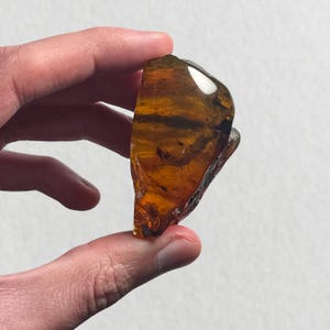 Op de afbeelding: Een stuk barnsteen, vastgehouden tussen vingers, met een doorschijnende, goudbruine tint met donkere insluitsels. De barnsteen heeft een gepolijst, glanzend oppervlak en een onregelmatige vorm, die natuurlijke patronen onthult.