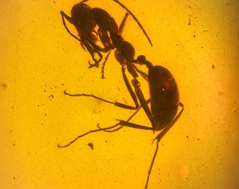 Burmese Amber Fossil Ant – 99 Million Years Old Inclusion