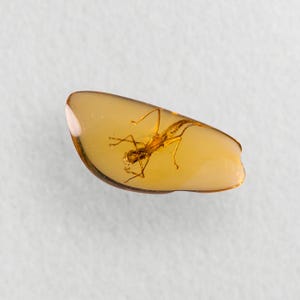 Op de afbeelding: Een stuk barnsteen met een bewaard gebleven insect. Het barnsteen is doorschijnend, goudgeel van kleur en het insect is goudbruin. Het insect is zichtbaar in het barnsteen, dat een langwerpige, onregelmatige vorm heeft.