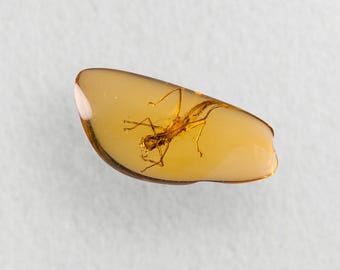 ビルマ産琥珀に含まれる、強い茎を持つ希少な鳥類の羽根の化石 - Etsy 日本