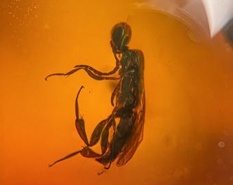May include: A preserved insect encased in amber. The insect is dark in color with visible wings and legs, set against a translucent, golden-orange background. The amber has a smooth, polished appearance, showcasing the insect's detailed form.