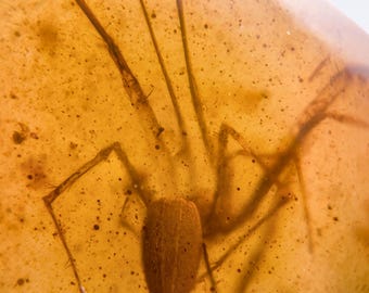 希少な絶滅したバッタ科（エルカニダエ科）、ビルマ産琥珀に含まれる