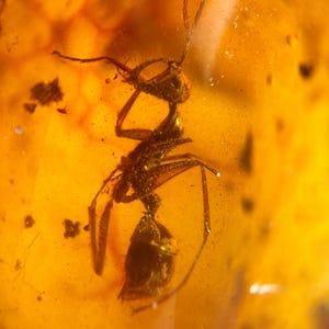 天然アラスカ産金塊 – 0.23グラム アラスカ産本物の砂金 - (N) - Etsy 日本