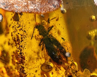 Burmese Amber Fossil: Beetle & Enhydro, 99 Million Years Old