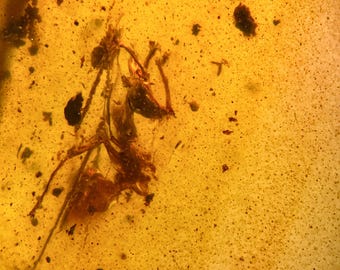 CERATOMYRMEX hell ant in Burmese / Burmite amber fossil / 100% genuine amber / Spectacular Rare Inclusion