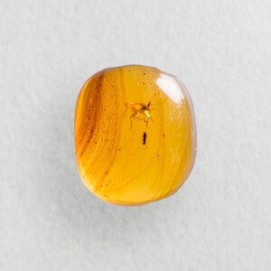 Bladhoppare i burmesisk / Burmitbärnstensfossil / 100 % äkta bärnsten / Spektakulär sällsynt inkludering