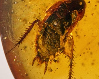 COCKROACH in Burmese / Burmite amber fossil / 100% genuine amber / Spectacular Rare Inclusion
