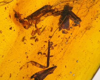 DRAGONFLY ODONTA Yijenplatycnemis huangi in Burmese / Burmite amber fossil